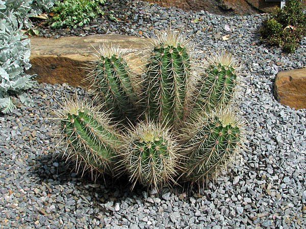 Hedgehog Cactus