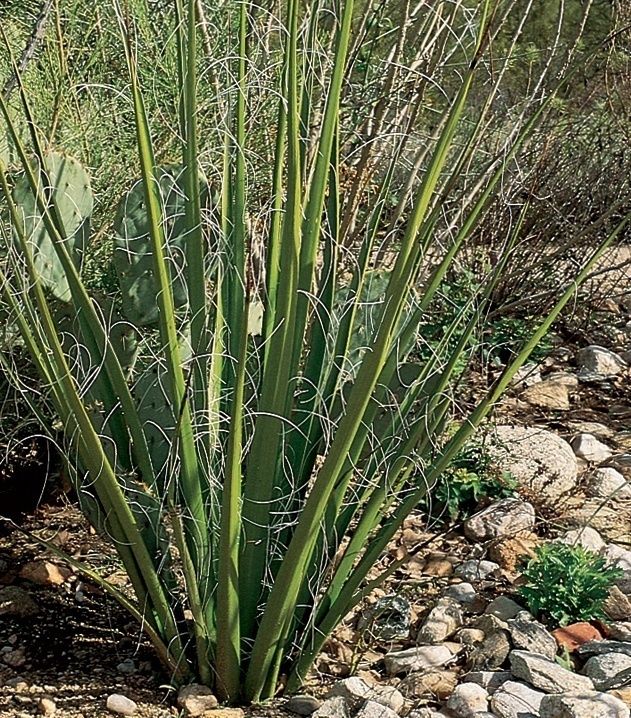 Hesperaloe - Giant