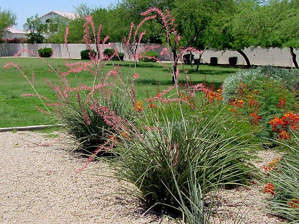 Hesperaloe - Red Yucca