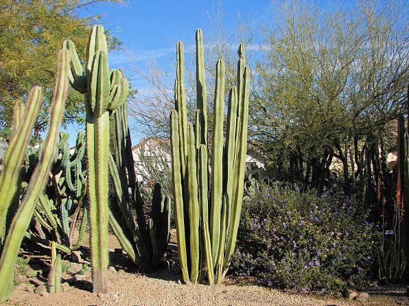 Mexican Fence Post