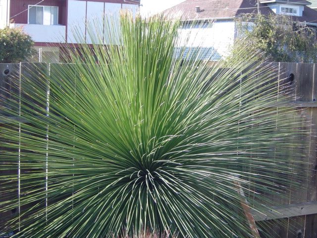 Mexican Grass Tree