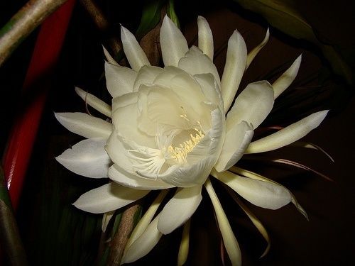 Night Blooming Cereus
