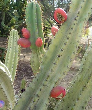 Peruvian Apple Cactus