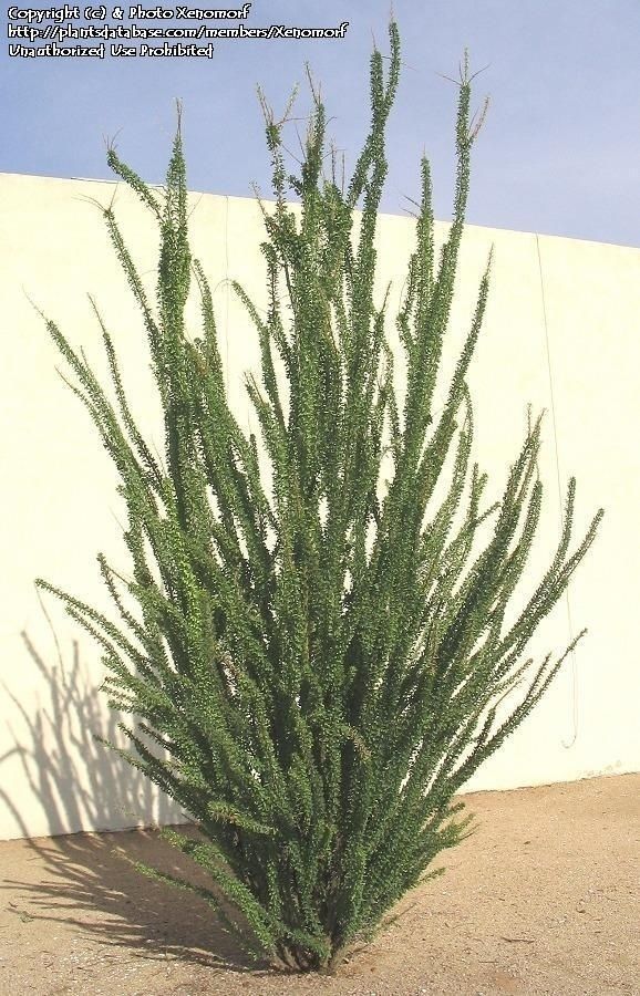 Ocotillo
