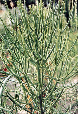 Pencil Euphorbia