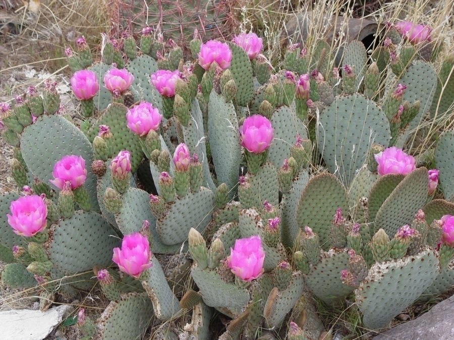 Prickly Pear – Beavertail