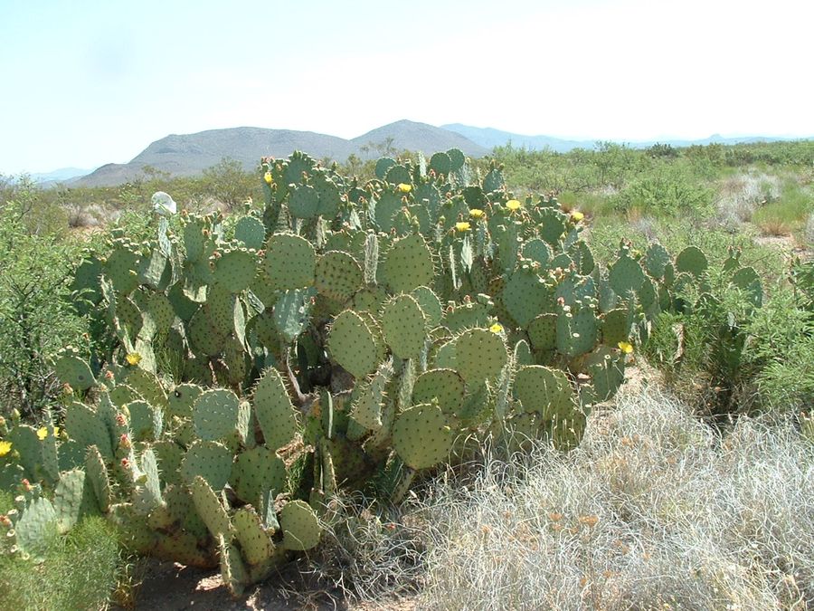 Prickly Pear – Engelmans’s