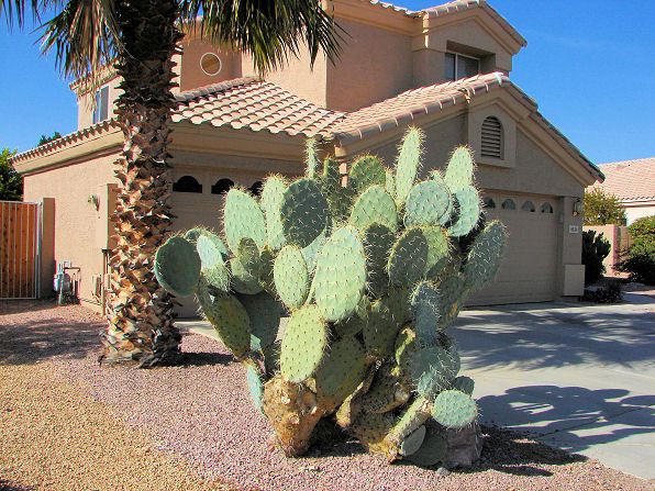 Prickly Pear– Giant