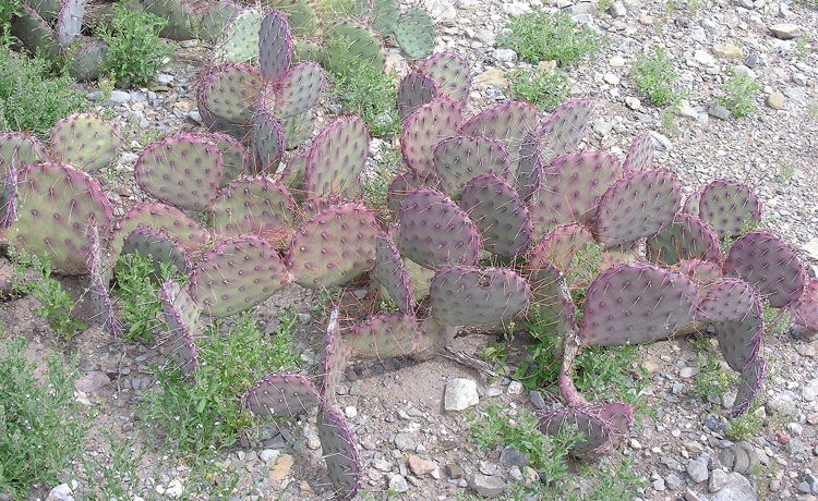 Prickly Pear – Purple