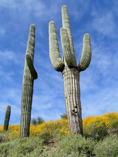 Saguaro