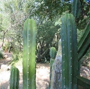 San Pedro Cactus
