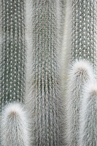 Silver Torch Cactus