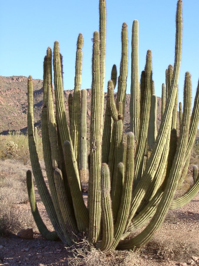 Organpipe Cactus