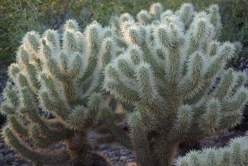 Teddy Bear Cholla
