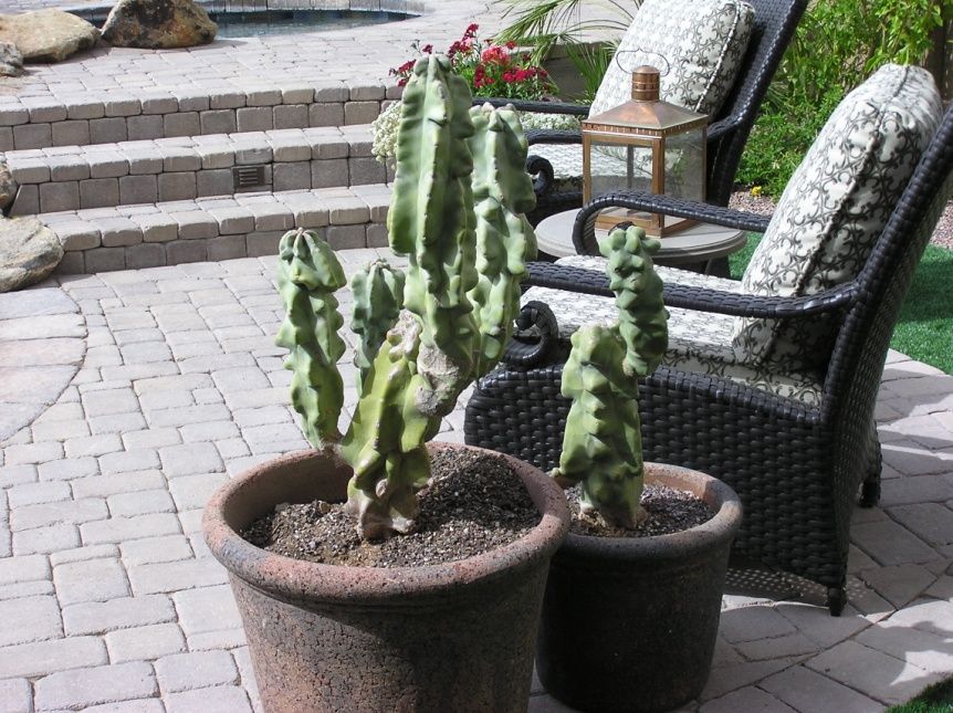 Totem Pole Cactus