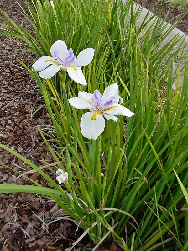 African Iris