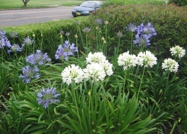 Agapanthus / Lily of the Nile