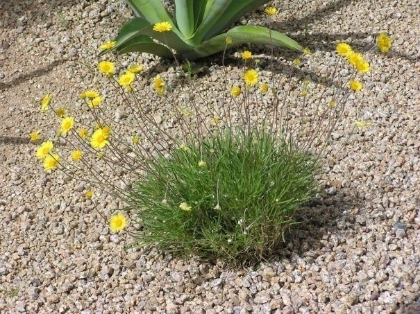 Angelita Daisy