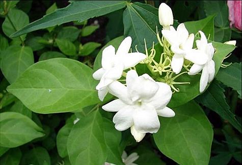 Arabian Jasmine