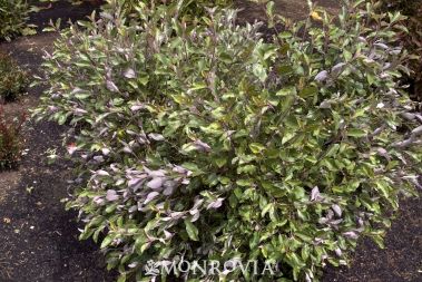 Arabian Lilac
