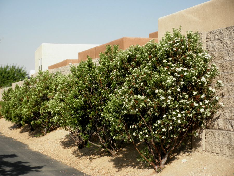 Arizona Rosewood