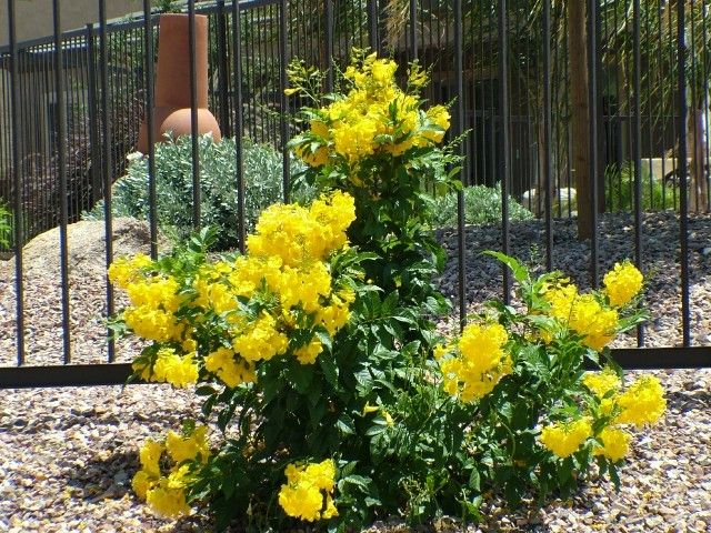 Arizona Yellow Bells