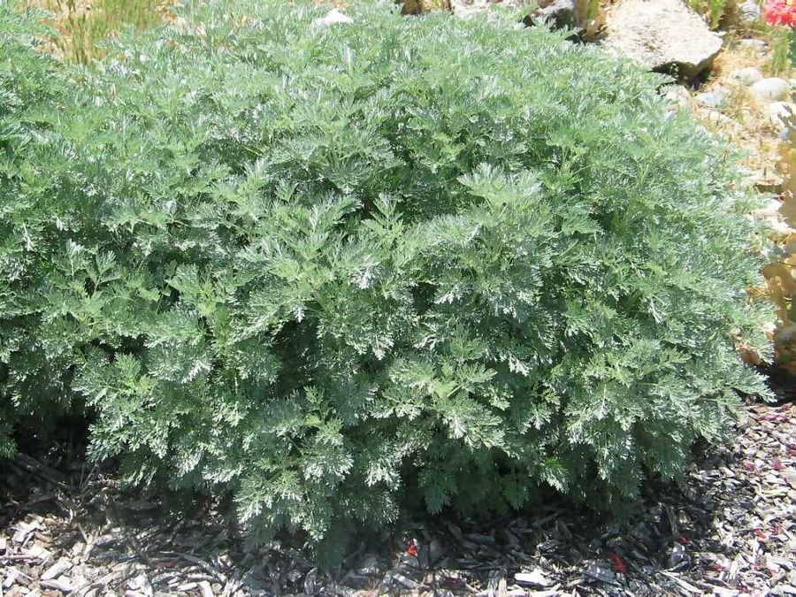 Artemisia