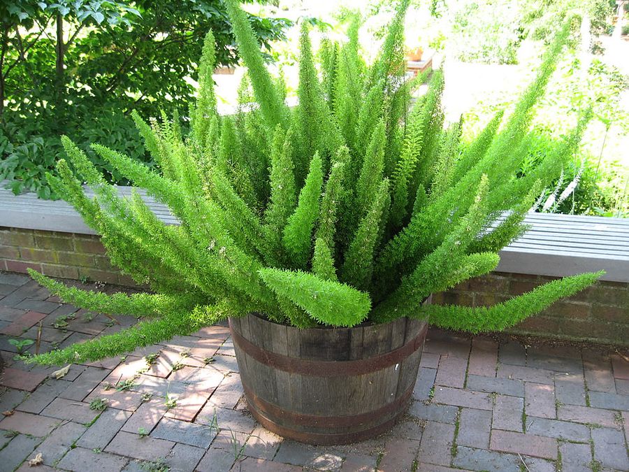 Asparagus Fern (Foxtail Fern)