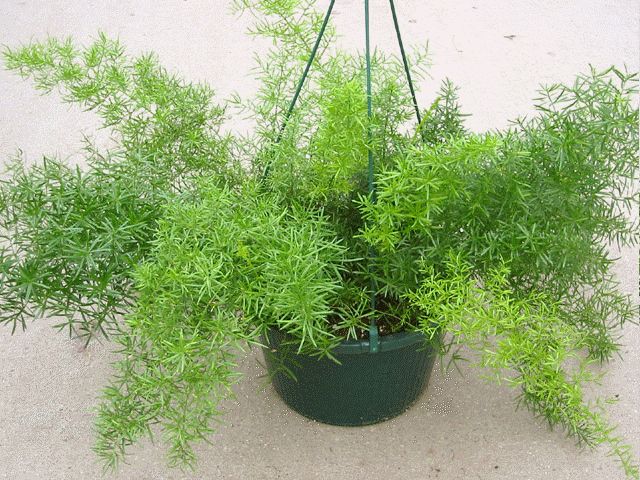 Asparagus Fern