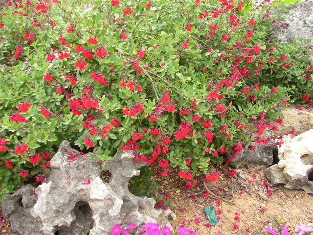 Autumn Sage