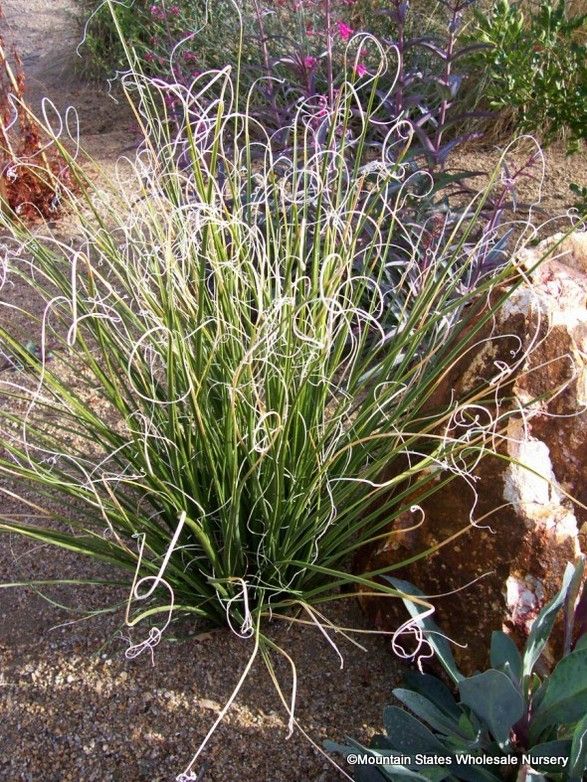 Bear Grass