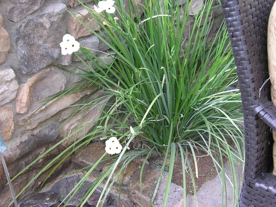 Bicolor Iris