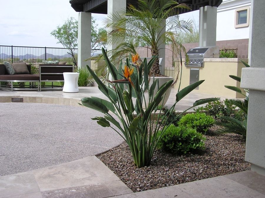 Bird of Paradise - Tropical