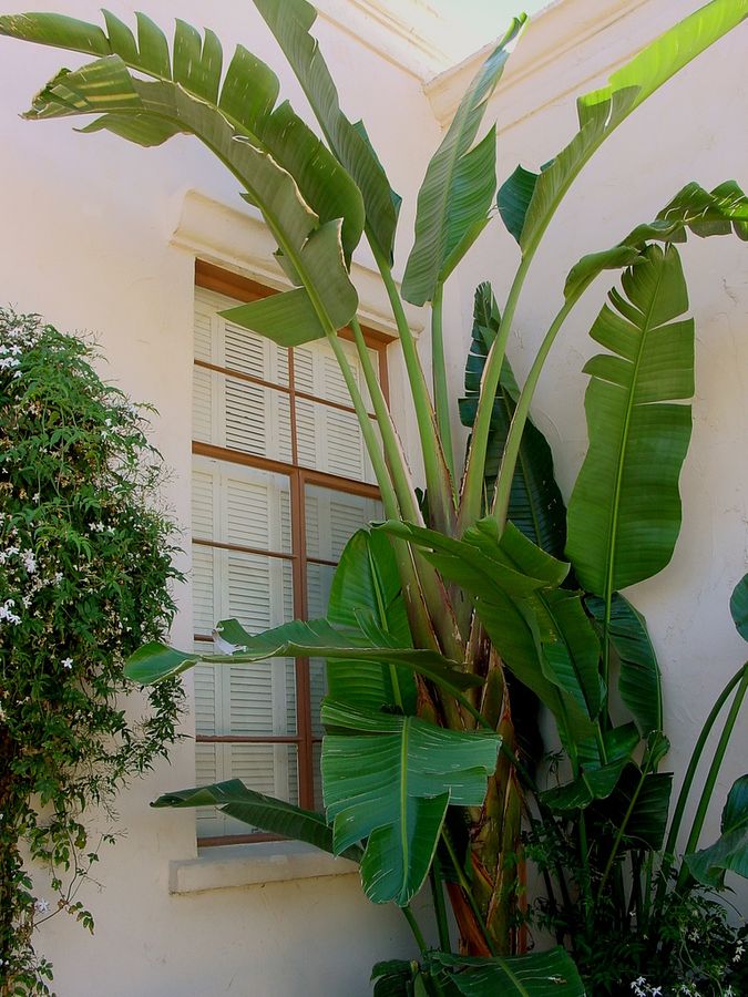 Bird of Paradise –  Giant Tropical