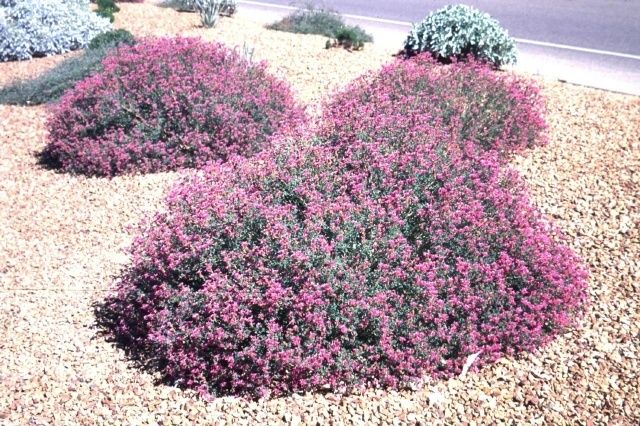 Black Dalea
