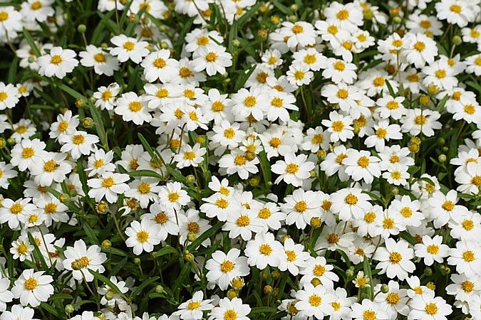 Blackfoot Daisy