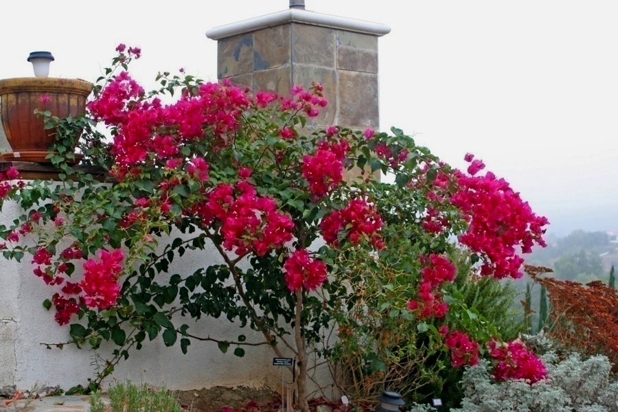 Bougainvillea – ‘Barbara Karst’