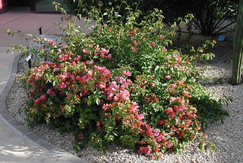 Bougainvillea – ‘Rosenka’