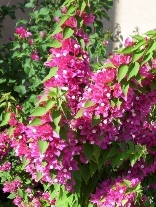 Bougainvillea – ‘Torchglow’