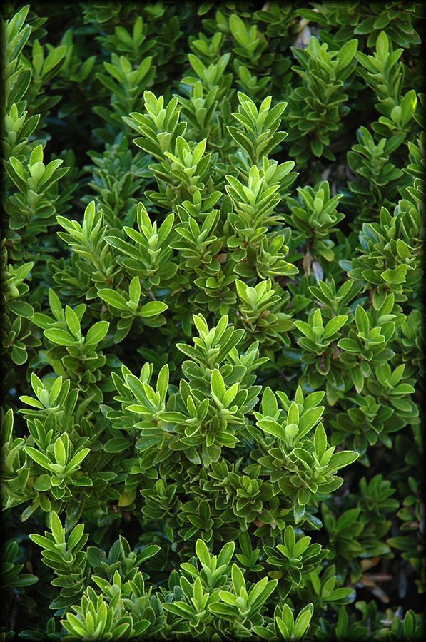 Boxleaf Euonymus