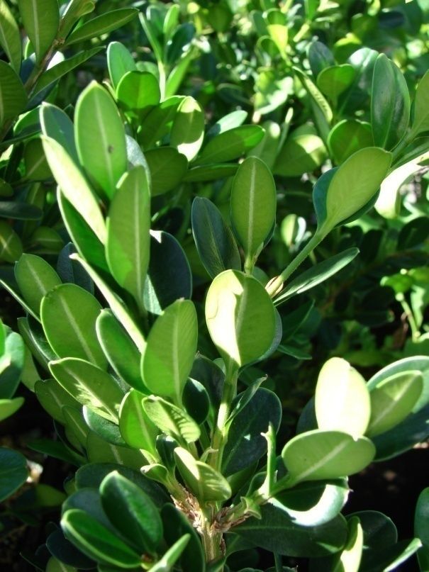 Boxwood