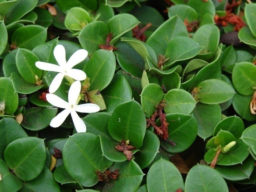 Boxwood Beauty