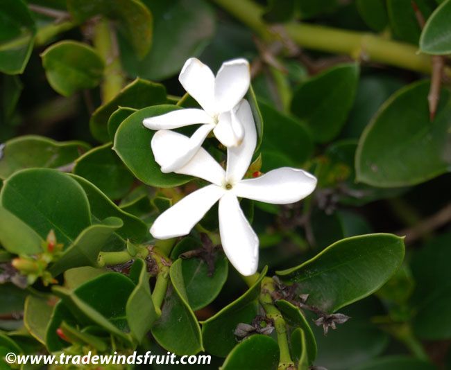 Boxwood Beauty ‘Natal Plum’