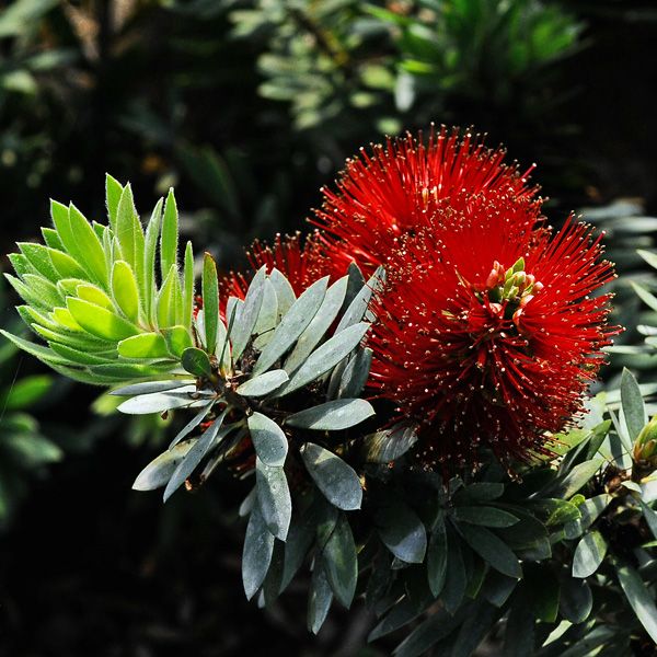 Bottle Brush – ‘Little John’