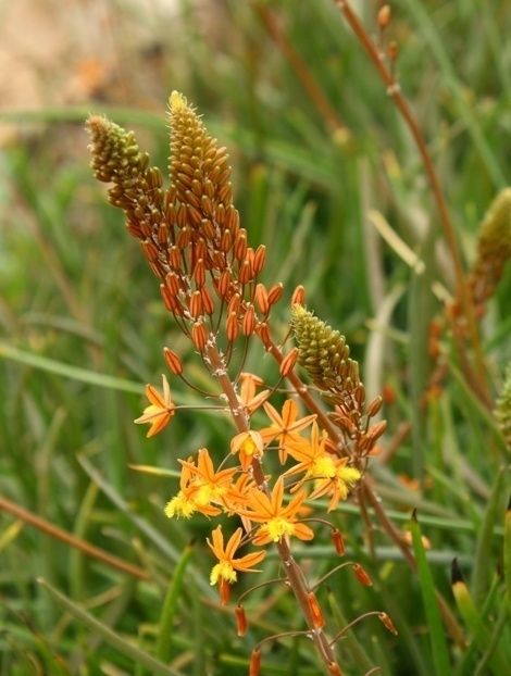 Bulbine- Orange