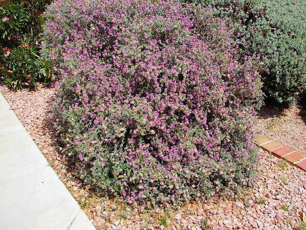 Bush Dalea
