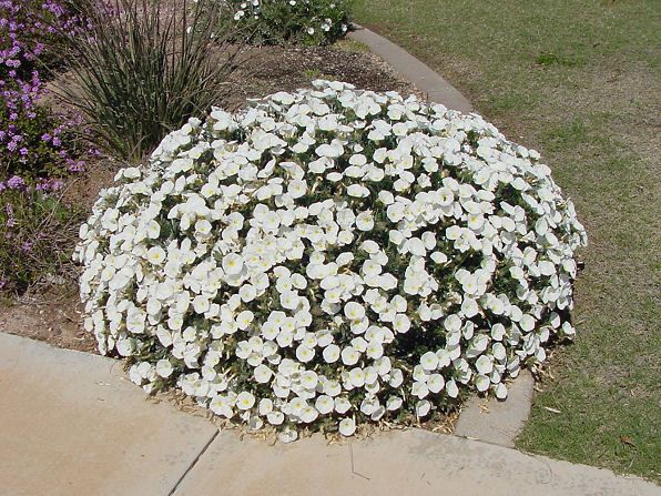 Bush Morning Glory