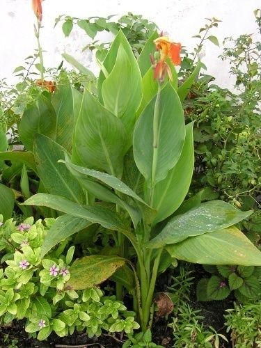 Canna Lily