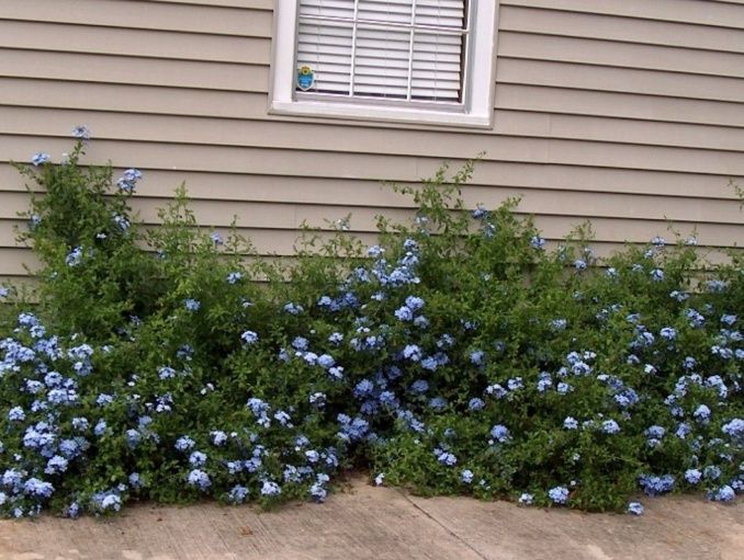 Cape Plumbago