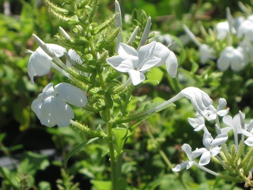 White Plumbago